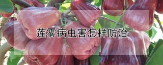 莲雾病虫害怎样防治,第1图