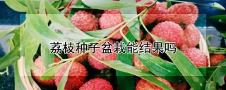 荔枝种子盆栽能结果吗,第1图