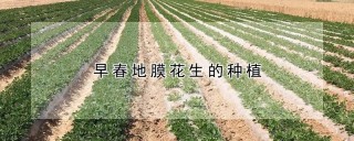 早春地膜花生的种植,第1图