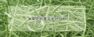 油菜花的果实长什么样,第1图