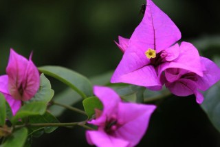 三角梅泡水几天就生根,第2图