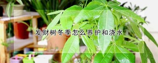 发财树冬季怎么养护和浇水,第1图