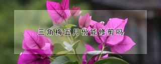 三角梅五月份能修剪吗,第1图