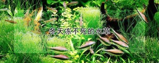 冬天冻不死的水草,第1图