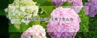 绣球花移栽后叶子蔫了怎么办,第1图