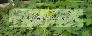 木瓜苗怎么分公母,第1图