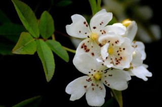 七里香花和海桐花区别,第2图