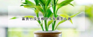 富贵竹没生根叶子发黄怎么救,第1图