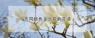 不同颜色玉兰花的花语,第1图