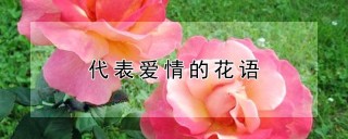 代表爱情的花语,第1图