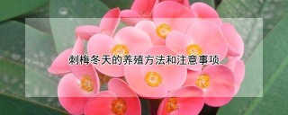 刺梅冬天的养殖方法和注意事项,第1图