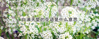 白满天星的花语是什么意思,第1图