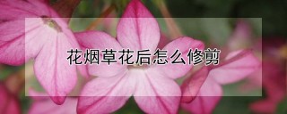 花烟草花后怎么修剪,第1图