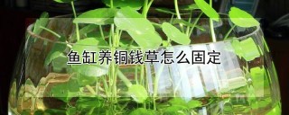 鱼缸养铜钱草怎么固定,第1图