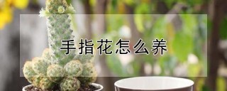 手指花怎么养,第1图