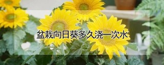 盆栽向日葵多久浇一次水,第1图