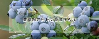 蓝莓刚开始长花苞是什么样,第1图