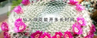 仙人球花能开多长时间,第1图