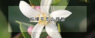 柠檬花怎么授粉,第1图