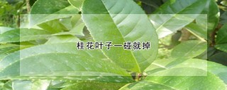 桂花叶子一碰就掉,第1图