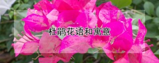 杜鹃花语和寓意,第1图