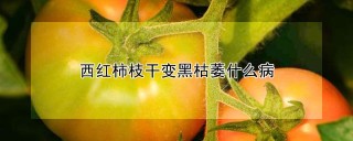 西红柿枝干变黑枯萎什么病,第1图