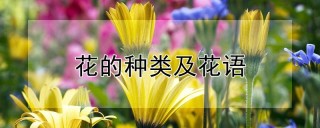 花的种类及花语,第1图