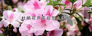 杜鹃花开花后怎么养护,第1图