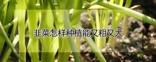 韭菜怎样种植能又粗又大,第1图