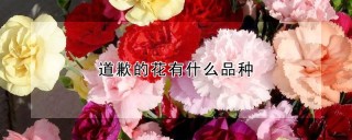 道歉的花有什么品种,第1图