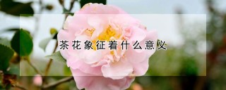 茶花象征着什么意义,第1图