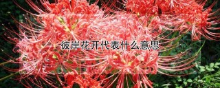 彼岸花开代表什么意思,第1图