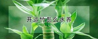 开运竹怎么水养,第1图