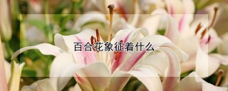 百合花象征着什么,第1图