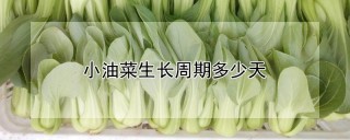 小油菜生长周期多少天,第1图