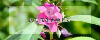 凤仙花冬天会死吗,第1图