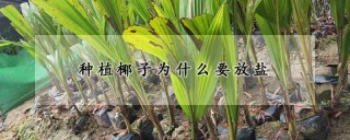 种植椰子为什么要放盐,第1图