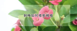 刺梅如何修剪移植,第1图