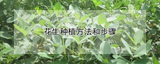 花生种植方法和步骤,第1图