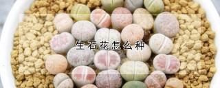 生石花怎么种,第1图