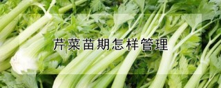 芹菜苗期怎样管理,第1图