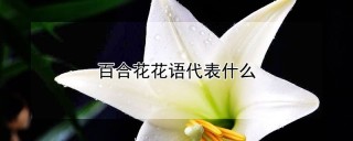 百合花花语代表什么,第1图