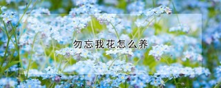 勿忘我花怎么养,第1图