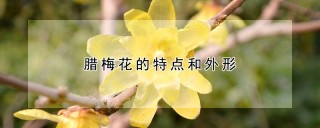 腊梅花的特点和外形,第1图