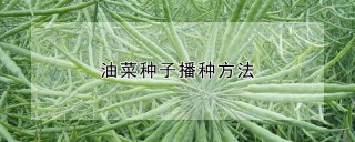 油菜种子播种方法,第1图