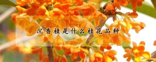 沉香桂是什么桂花品种,第1图