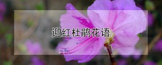 迎红杜鹃花语,第1图