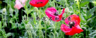 好听的花名和寓意,第1图