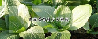 白菜育苗多少天移栽,第1图