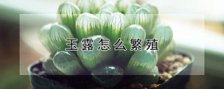 玉露怎么繁殖,第1图